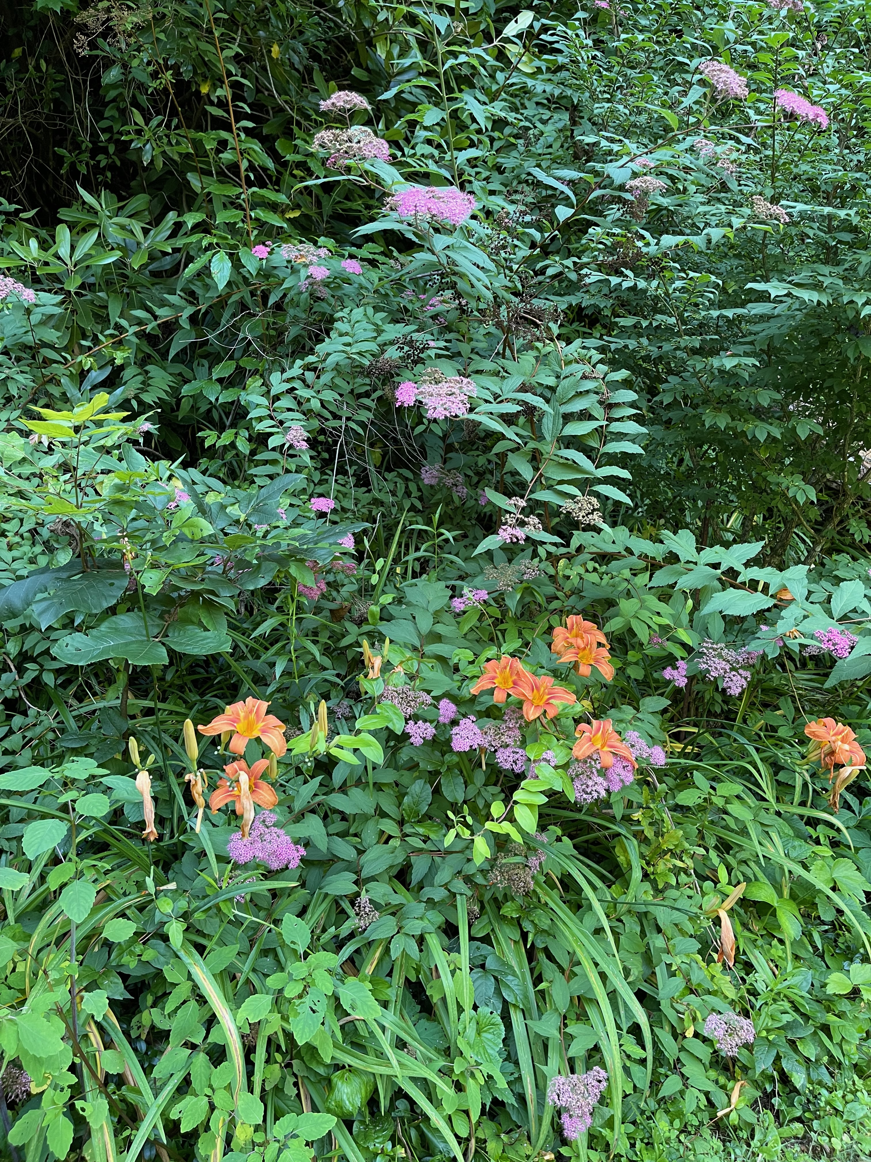 Lush mountain wildflowers including orange daylilies and pink blooms